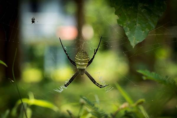 Một con nhện rừng rất đẹp đang giăng tơ, nếu để ý bên cạnh bạn có thể thấy được một con mồi đã sắp trở thành mồi ngon cho chú nhện này. 