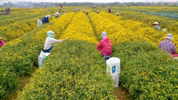 Người dân tập trung thu hoạch hoa cúc - Ảnh: N.P.Huệ