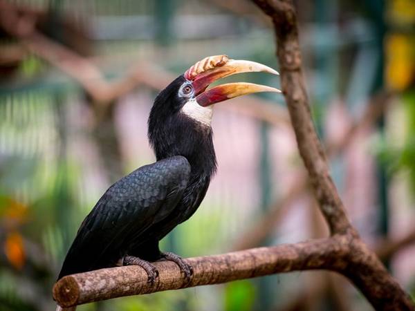 Jurong Bird Park ở Jurong Hill là quê hương của bộ sưu tập các loài chim lớn nhất châu Á với hơn 5.000 con chim thuộc 400 loài khác nhau.