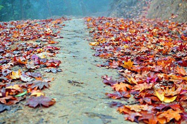 Mùa đông, rừng phong buông lá đỏ rơi rụng lả lướt trong rất đẹp. Ảnh: Afamily.