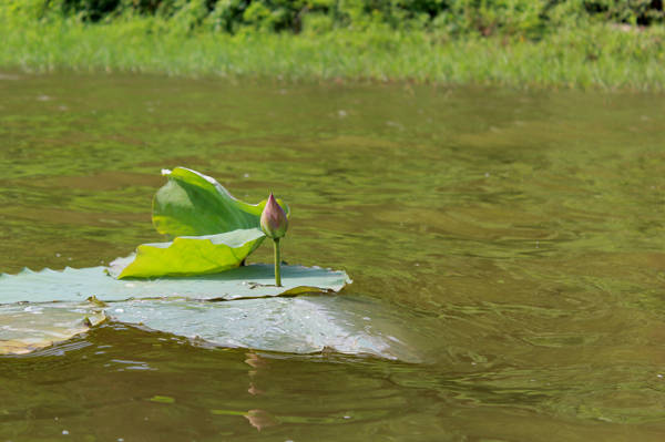 Du lịch Hà Nội - Những đóa sen nhô mình khỏi mặt nước lấp lánh, đón nắng để bung tỏa hương thơm.