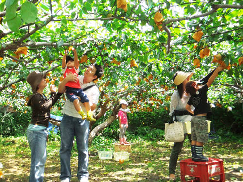  Du khách thích thú tham gia thu hoạch trái cây. Ảnh: gotaiwan.