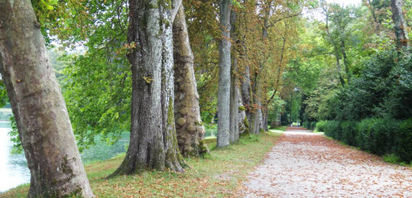 Những hàng cây thơ mộng trong khu vườn dù sau cơn bão tháng 12 năm 1999, có gần 800 cây bị bật gốc