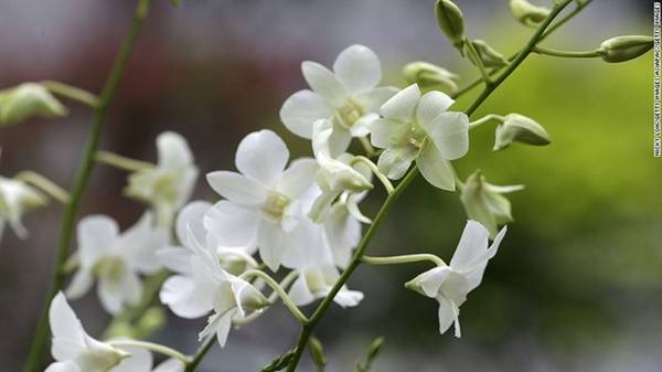Loài phong lan này được đặt theo tên Công nương Diana quá cố. Các nguyên thủ và người nổi tiếng thường được mời đến dự lễ đặt tên tại vườn.