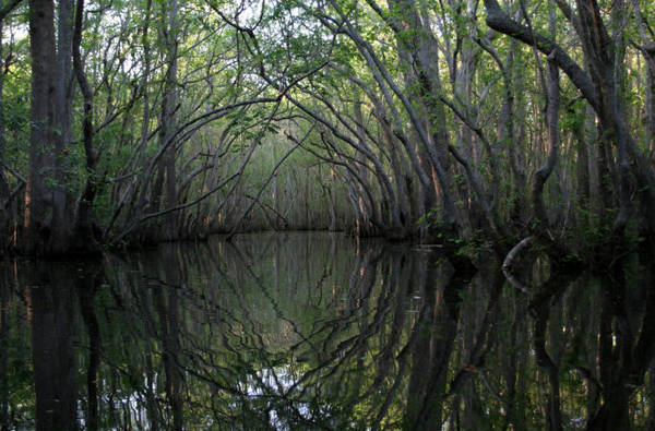 Một khúc sông huyền ảo ở Apalachicola - Ảnh:visittallahassee8