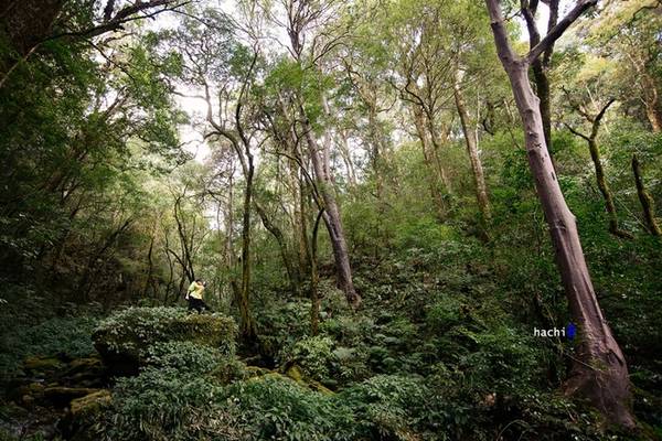 Khu rừng Tu San có những phiến đá to lớn mà bằng phẳng, suối thác đan xen rừng rậm.