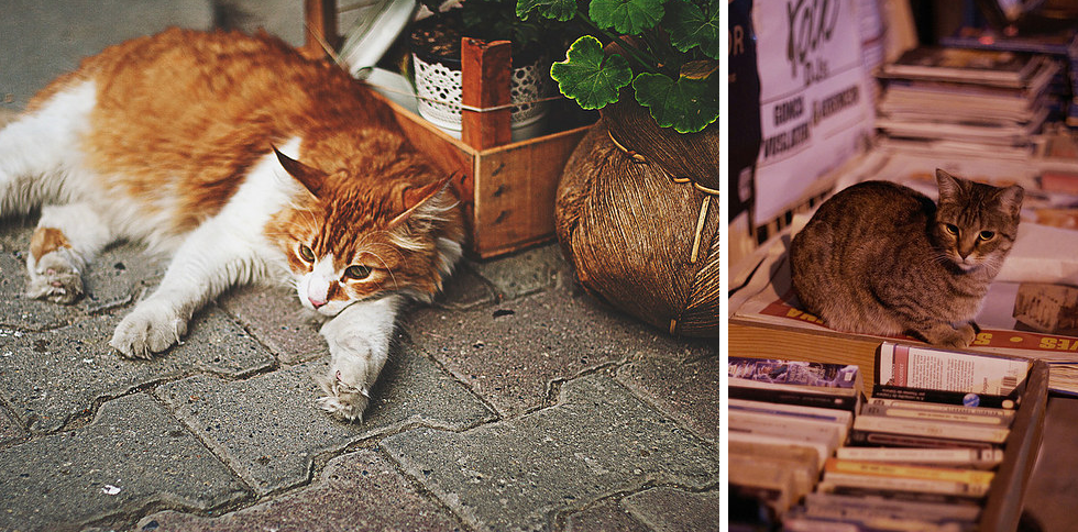 Mèo có mặt ở khắp mọi nơi tại Istanbul, và được nhiều người chăm sóc hệt như những người thân trong gia đình.