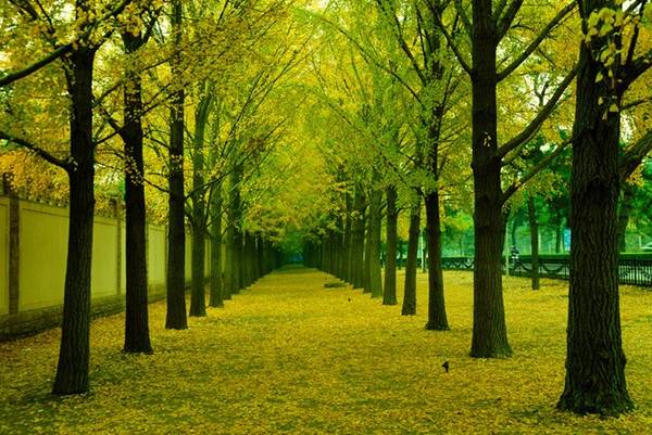 Tháng 9 về, lá cây trên đường phố Bắc Kinh bắt đầu ngả sắc, từ xanh sang vàng... Đấy là lúc thu đã về, hơi thu đang lẩn khuất trên từng ngõ phố...Ảnh: Ifeng