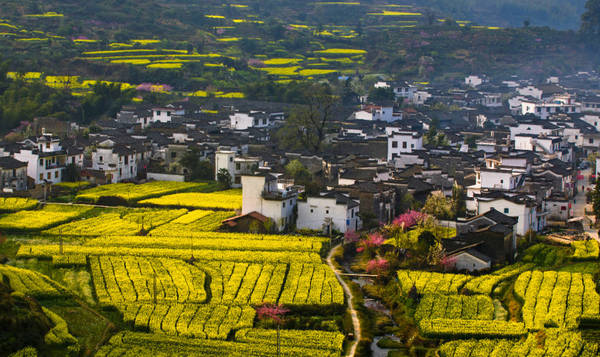 Bên cạnh màu hoa cải vàng rực, Wuyuan còn được tô điểm bởi những cành đào hồng và những hàng cây, bụi cỏ xanh ngắt tuyệt đẹp. Ảnh: easytourchina.com