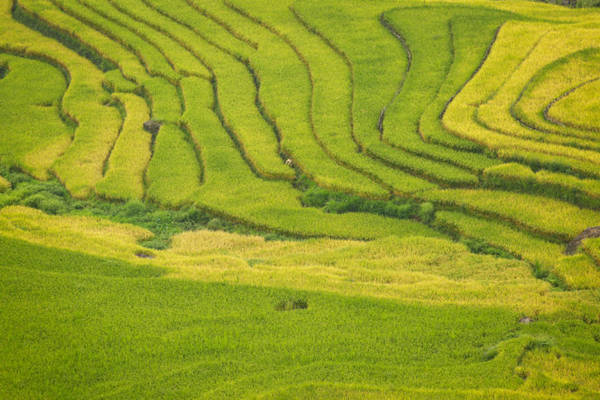 Những ruộng lúa xanh và vàng đan xen hài hòa - Ảnh: Tiến Thành