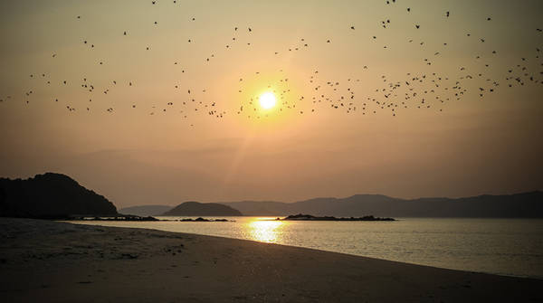 Hàng nghìn con chim bay qua ánh mặt trời lúc bình minh trên đảo Cô Tô con. Ảnh: Trung Jones