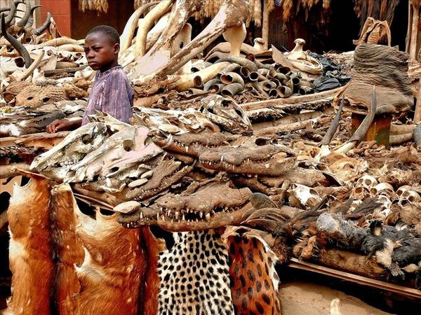 <strong>Chợ tà thuật Lomé (Togo, Tây Phi):</strong> Khu chợ này bày bán chân voi, tay tinh tinh, tim ngựa và những bộ phận khác của đủ loại động vật. Các nguyên liệu này không phải dùng để nấu ăn, mà cho các phương pháp chữa bệnh truyền thống. Ảnh: Annetrent.