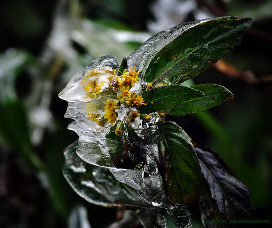 Nhiệt độ xuống thấp, đóng băng cả chồi hoa đang nở. 