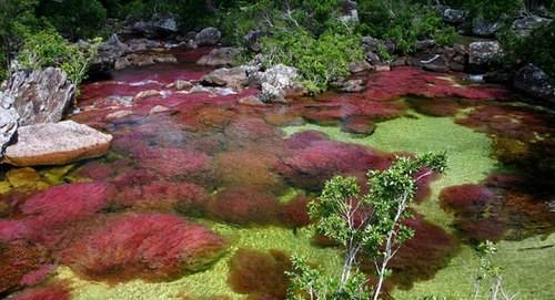 Cano Cristales - con sông sở hữu một đời sống thủy sinh độc đáo, được bao phủ bởi các loại tảo đầy màu sắc. 