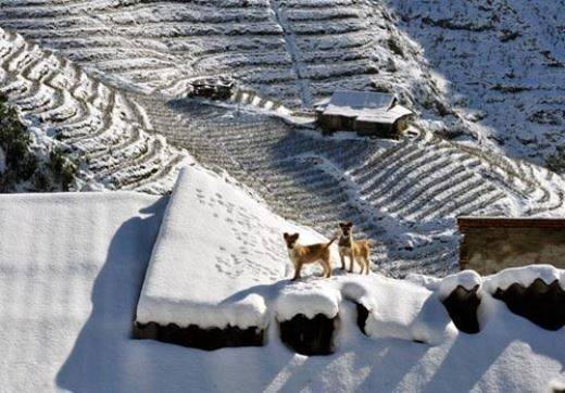 Tuyết rợp trắng xóa trên những cung ruộng bậc thang tại Sa Pa