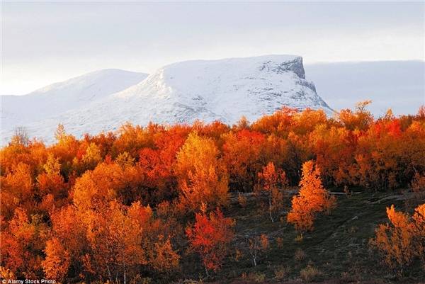 Cây cối chuyển màu đỏ rực tại công viên quốc gia Abisko, Thụy Điển trên nền núi tuyết trắng xóa.