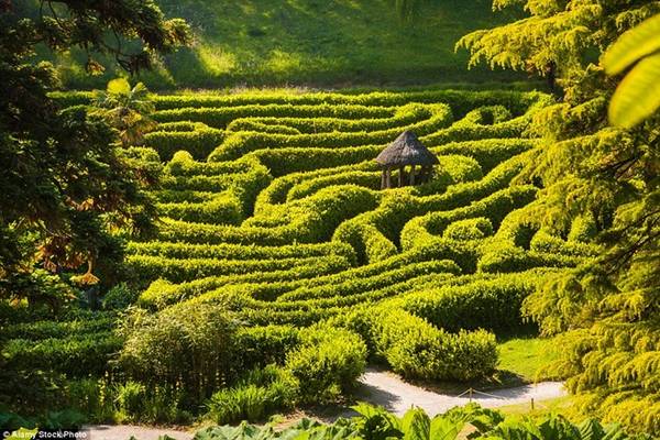 Vườn Glendurgan, Cornwall, Anh: Hãy thả mình đi dọc mê cung ở vườn Glendurgan, bạn sẽ có một trải nghiệm tuyệt vời. 