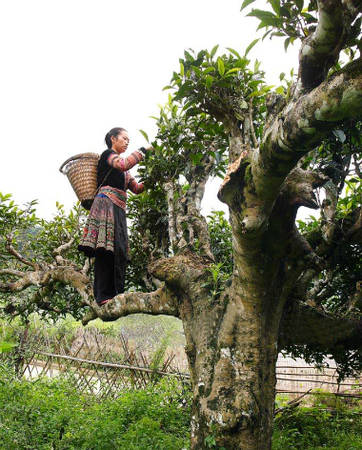 Chè cổ thụ ở Suối Giàng có hàng nghìn cây trên 100 tuổi.