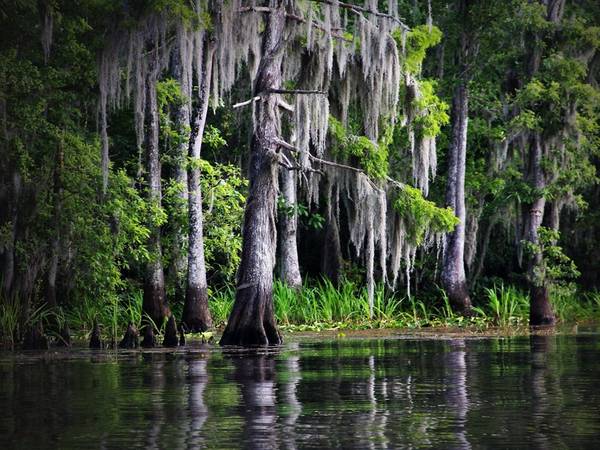 Louisiana: Vùng đầm lầy độc đáo của Louisiana thực chất là những nhánh sông chảy chậm, với hệ động thực vật đặc hữu. Với chiều dài lên tới 600 km, Bartholomew là nhánh sông dài nhất thế giới.