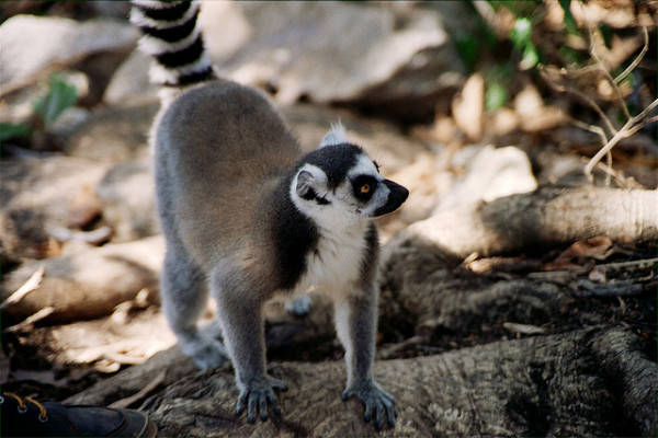 20 sự thật thú vị về Madagascar