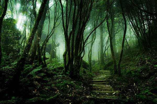 Con đường phủ đầy rêu xanh ở rừng quốc gia Taipingshan, Đài Loan.