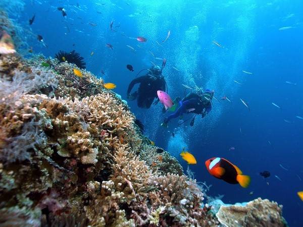 Du lịch Phú Quốc lặn biển ngắm san hô tuyệt đẹp