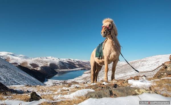 Đây là trải nghiệm dành cho những người yêu thích thiên nhiên và không gian rộng lớn. Du khách sẽ có khoảng 4 ngày cưỡi ngựa từ suối nước nóng Tsenkher đến thung lũng Orkhon, sau đó đi qua vùng đất tươi đẹp của rặng núi thấp Khangai.