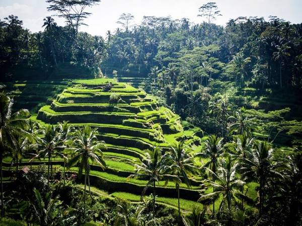 Nhiều du khách cho rằng cách tốt nhất để trải nghiệm một nơi bình yên như Ubud, Bali, là đi một mình. Như thế, bạn sẽ có cơ hội ngắm nhìn những ruộng lúa, rừng khỉ thiên. Đây cũng là một trong những địa điểm spa nổi tiếng nhất thế giới. Đừng bỏ lỡ cơ hội nuông chiều bản thân khi tới Bali.