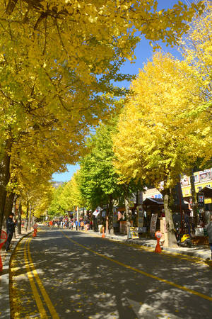 Mùa thu Hàn Quốc bắt đầu từ tháng 9 đến tháng 11 và trải dài từ bắc xuống nam. Tháng 11, trong khi những hàng cây ngân hạnh ở Seoul đã dần trút hết lá thì nhiều con đường ở tỉnh Gyeongsang Bắc như thành phố Mungyeong, Gyeongju vẫn rực rỡ lá vàng.