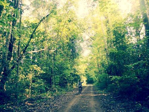Đạp xe dưới bóng cây xanh mát của rừng Nam Cát Tiên. Ảnh: Saru.