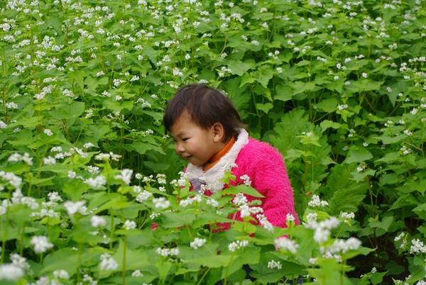 Hình ảnh một bé gái người Thái trong vườn tam giác mạch tại bản Áng cách trung tâm thị trấn 5 km. Đây chính là điều đặc biệt của mùa đông năm nay khi một số hộ gia đình đã lần đầu tiên thử nghiệm thành công trồng loài hoa đặc trưng của cao nguyên đá Hà Giang tại Mộc Châu.