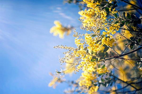 Sắc vàng mimosa in trên nền trời xanh - Ảnh: Cao Cat