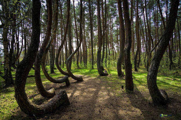Crooked Forest ở Ba Lan nổi tiếng với những cây họ thông có thân mọc cong cong như lưỡi câu.