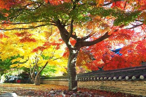 Hàn Quốc tuyệt đẹp vào mùa thu