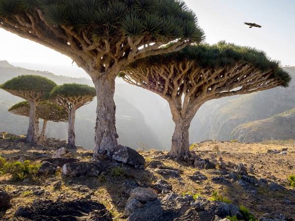 Socotra, Yemen: Những tán cây có hình dáng của vật thể bay lạ khiến Scotra trông như cảnh tượng ở hành tinh khác được mang xuống trái đất.