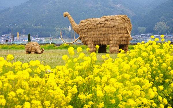 Cảnh tượng này diễn ra tại tỉnh Niigata, Nhật Bản bắt đầu từ 31/8 đến tháng 11 hàng năm.