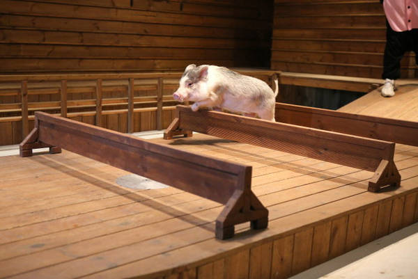 Du lịch Hàn Quốc nhớ ghé tăm bảo tàng lợn ở Icheon