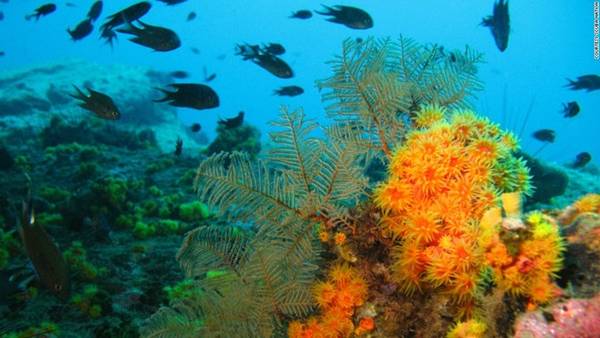 <strong>Koh Tang (thuộc Koh Prins, Pouou Wai)</strong> được biết đến như một trong những địa điểm lặn yêu thích của thợ lặn khắp thế giới. Nước ở đây ấm, thực vật biển và san hô nhiều màu sắc. Ảnh: CNN