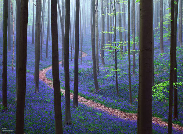 Rừng Hallerbos ở Bỉ trải màu xanh tím mộng mơ của loài hoa chuông xanh.