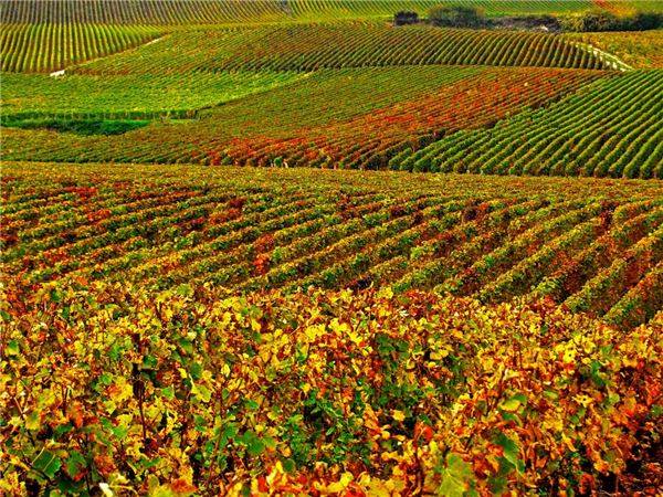Các cánh đồng nho, Pháp: Nếu bạn thích rượu vang Pháp và muốn đến thăm các cánh đồng nho, hãy đến càng sớm càng tốt. Nhiệt độ ngày càng cao của trái đất đã ảnh hưởng cực lớn tới các vùng trồng nho truyền thống ở Pháp. Trong tương lai những người dân ở đây có thể sẽ thay thế cánh đồng nho bằng những thứ khác kiếm ra tiền.