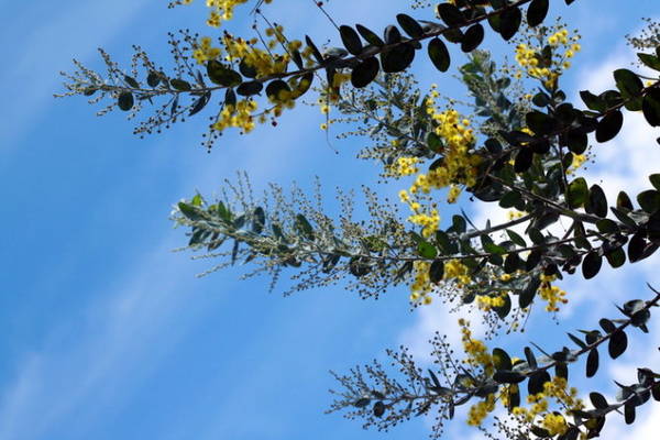 Hoa và nụ mimosa - Ảnh: Trân Duy