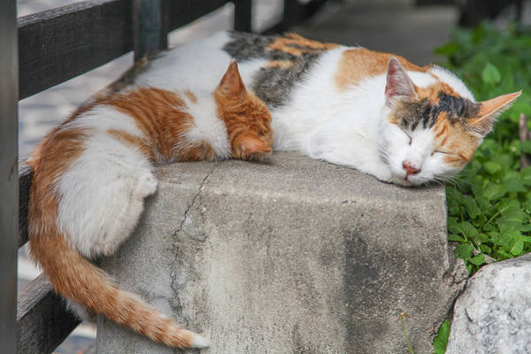 Bạn sẽ dễ dàng bắt gặp hình ảnh của những chú mèo đang say ngủ khi dạo quanh các con hẻm nhỏ. Ảnh: Sweetandtastytv.com