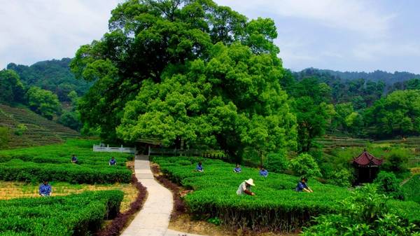 Ngôi làng trồng trà ở Hàng Châu. Ảnh:lifestyleasia.com