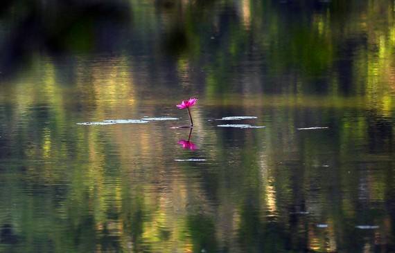 Bông hoa súng nghiêng nghiêng trên mặt hồ đón tia nắng sớm đầu tiên trong ngày.
