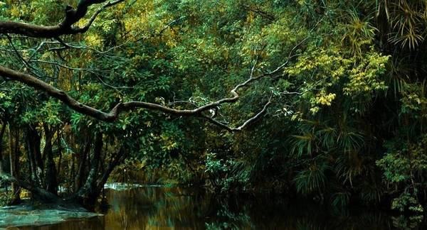 Bí ẩn những khu rừng nguyên sinh Phú Quốc - Ảnh: Nguyễn Thế Bảo