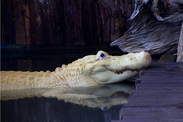 Loài cá sấu trắng quý hiếm ở Gatorland. Ảnh: Solarey.net