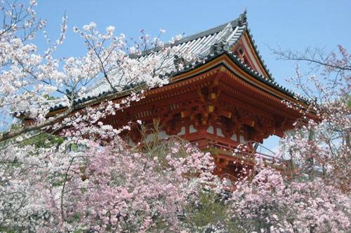 Kyoto mùa hoa anh đào nở