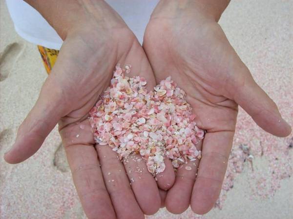 Vỏ sò hồng, nhân tố chủ yếu tạo nên màu hồng cho những bãi biển cát hồng hiếm hoi trên thế giới. Để đến đảo Harbour, du khách đi chuyến phà xuất phát từ Nassau, thủ đô Bahamas, với giá hơn 100 USD/người. Ảnh: Ssoocurious.