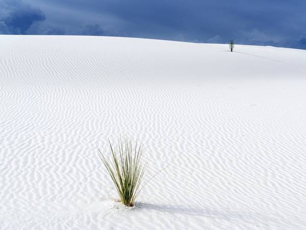 New Mexico: Bang New Mexico sở hữu những đụn cát thạch cao lớn nhất thế giới. Bạn sẽ được chiêm ngưỡng một vùng cát trắng như tuyết trải rộng hơn 700 km2 dưới bầu trời xanh biếc.