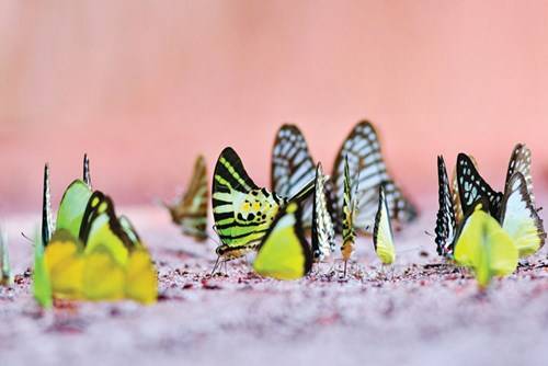 Bươm bướm ở rừng Mã Đà